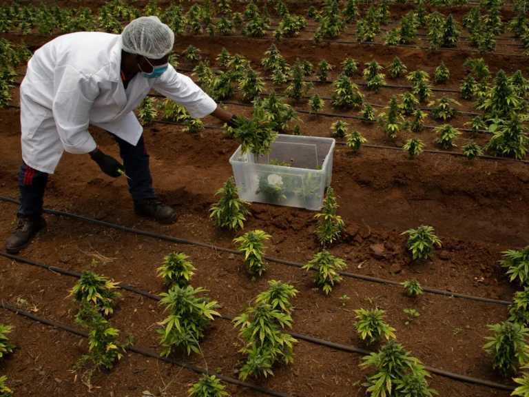 Finding a Trusted Recreational Dispensary Near You