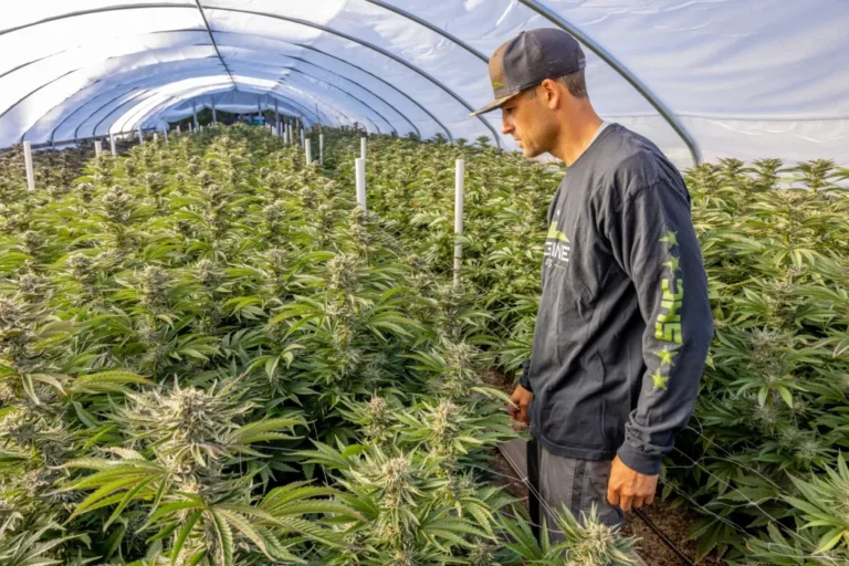 Glass Jars in Cannabis Storage and Quality Preservation